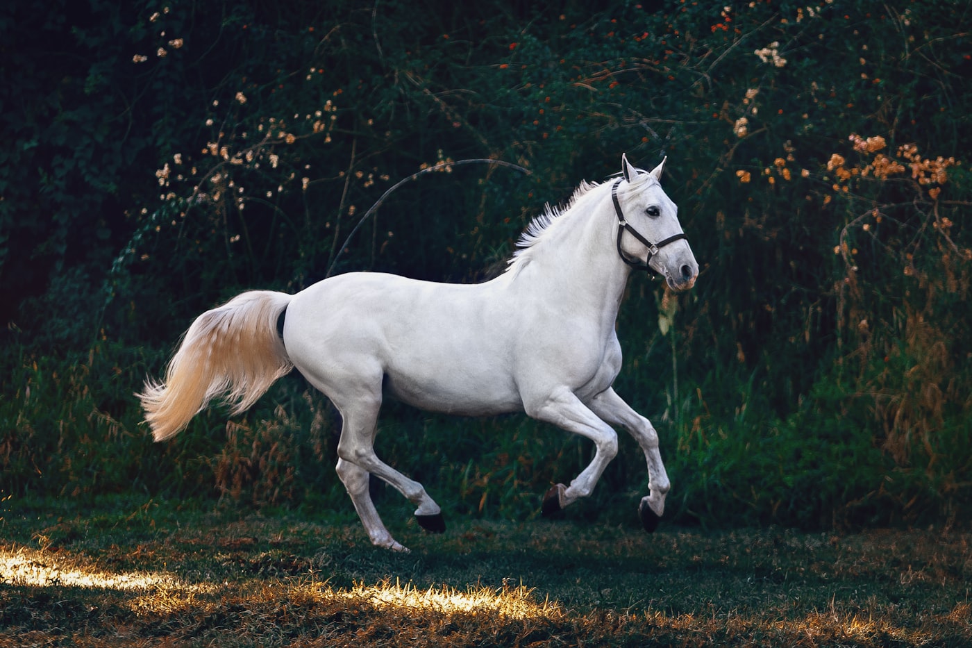 Caballo al galope sobre el pasto con la luz dorada del atardecer