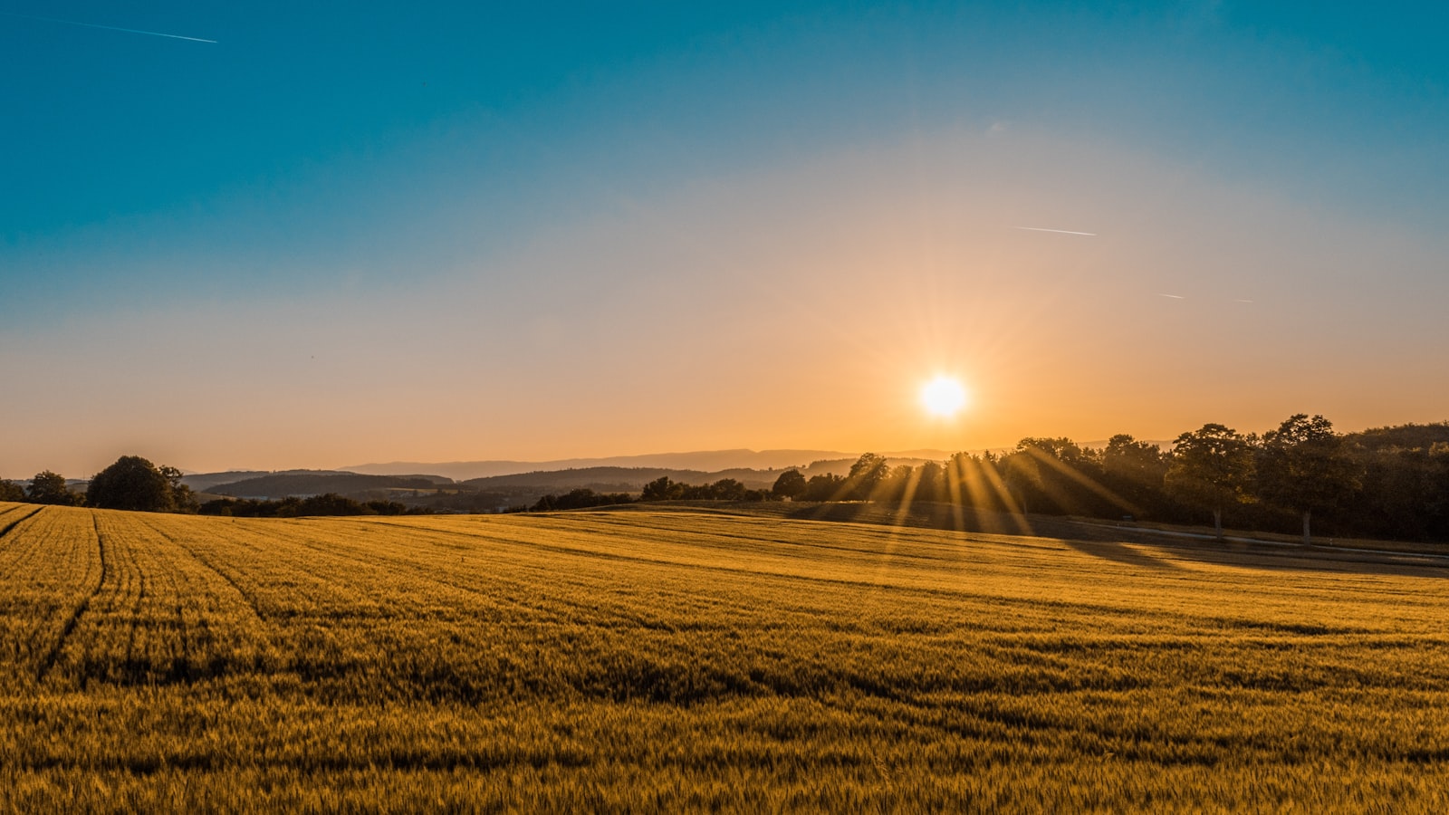 Campo de trigo dorado con el sol cayendo entre las lomas del horizonte